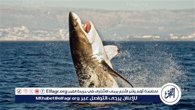 بحث مصري يكشف أسباب عدوانية سمك القرش.. شاهد التفاصيل