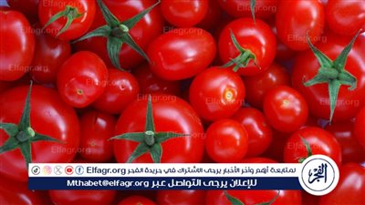 اعرف سبب التغير في أسعار الطماطم بشكل مستمر 