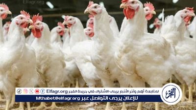 عاجل - تراجع واستقرار نسبي في أسواق الدواجن بعد موجة ارتفاعات.. والدولة تؤكد استمرار الاكتفاء الذاتي