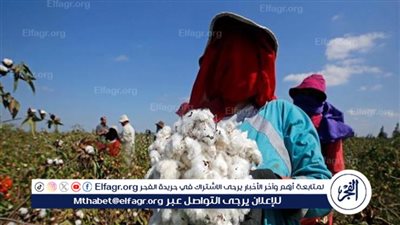 قاضٍ مصري يستعرض المراحل التسويقية الثلاث للقطن المصري منذ 1861 حتى الاَن 
