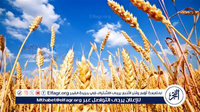 بداية توريد القمح.. البنك الزراعي يقيم غرفة عمليات على مدار الساعة (فيديو)