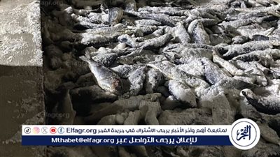 ضبط 5 أطنان أسماك مملحة فاسدة داخل 