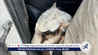 اعتقال 13 مستوطنا حاولوا إدخال شاة إلى باحات الأقصى كقربان عشية الفصح اليهودي