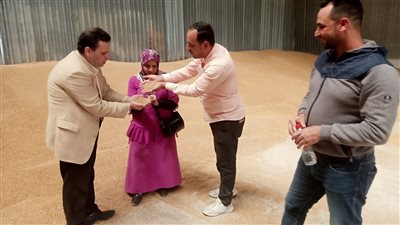 توريد 503 طن قمح في موسم الحصاد بالإسكندرية 