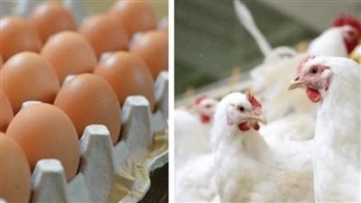 أسعار الفراخ البيضاء في بورصة الدواجن اليوم الأحد 14-7-2024