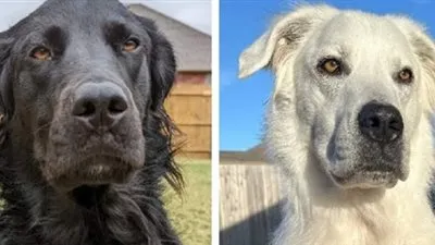 كيف حوَّل مرض البُهاق كلبة من اللون الأسود إلى الأبيض؟