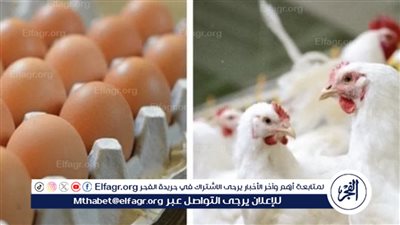 انخفاض طفيف في أسعار الدواجن وتوقعات للسوق خلال الفترة المقبلة