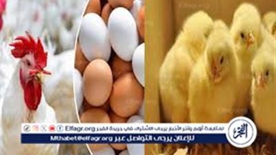  أسعار الدواجن والبيض والكتاكيت اليوم الثلاثاء 30 أبريل 2024 