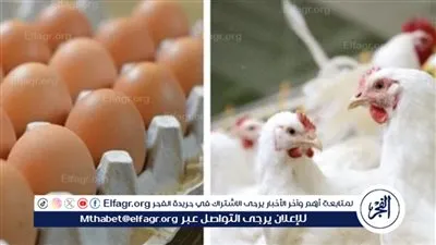 تراجع أسعار بيض المائدة.. بشرى سارة للمستهلكين