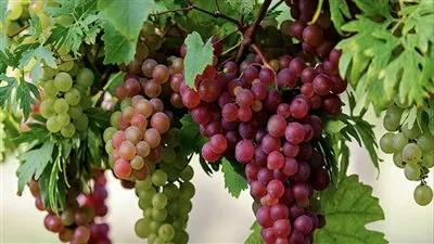 ارتفاع أسعار العنب في مصر 