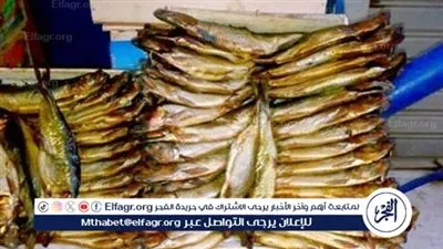 تموين الإسماعيلية تضبط نصف طن أسماك مملحة فاسدة قبل تداولها في الأسواق