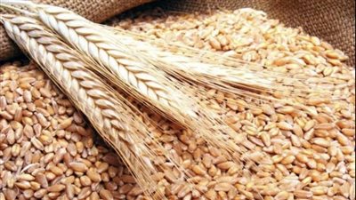 الجزائر تبدأ شراء قمح الطحين في مناقصة دولية