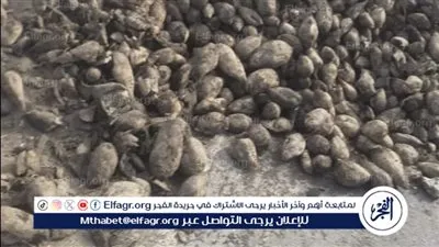 رفع آثار انقلاب سيارة محملة بالبنجر على طريق المنصورة جمصة.. صور 