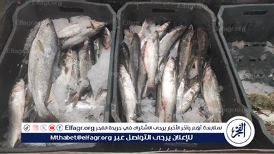 صحة الإسماعيلية تحرر 59 محضر مخالفات تزامنًا مع الاحتفالات بعيد الربيع