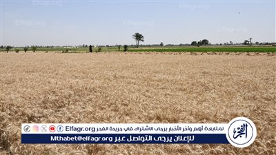 أحمد موسى يكشف أهمية توريد القمح للدولة (فيديو)