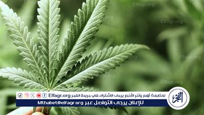 زيادة زراعة القنب الهندي 