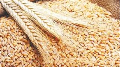 عاجل.. التموين تستلم 2 مليون طن قمح حتى الآن 