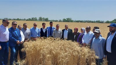 محافظ القليوبية ورئيس جامعة بنها يفتتحان موسم حصاد القمح (صور)