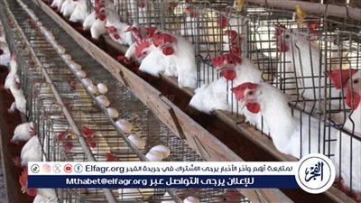 أسعار الدواجن في البورصة والأسواق اليوم: استقرار وتغيرات في الأسعار