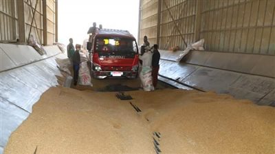 وكيل وزارة الزراعة بالمنوفية.. توريد 70 ألف طن قمح بجهات التوريد