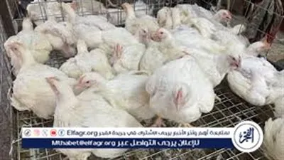 عاجل: أسعار الفراخ اليوم الأحد 12 مايو 2024 وسعر كرتونة البيض في مصر
