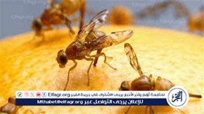 خلطة سحرية للتخلص من ذباب الصيف في منزلك