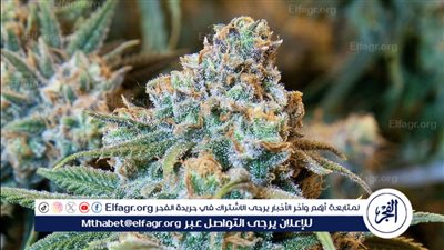 ضبط مواطن من الأسرة الحاكمة بالكويت بتهمة زراعة الماريجوانا