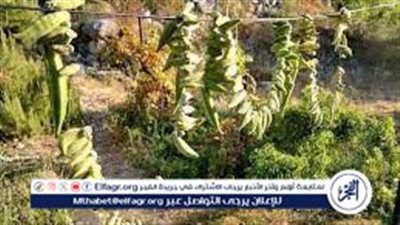 تجفيف البامية في مصر.. تقليد محلي يحافظ على الطعم الأصيل 