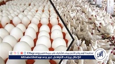 انخفاض طفيف في أسعار الدواجن والبيض اليوم الأربعاء 15 مايو 2024