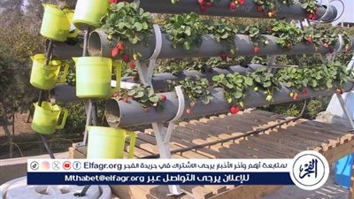 فوائد زراعة أسطح المنازل.. أستاذ علوم زراعية يوضح (فيديو)