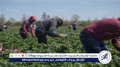  اليونان تستقدم عمالًا مصريين لسد نقص العمالة في القطاع الزراعي