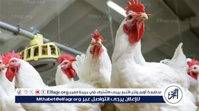 تراجع طفيف في أسعار الدواجن والكتاكيت والبيض في مصر