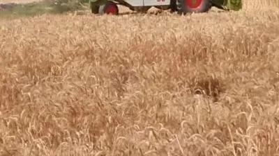 عاجل| غرفة الحبوب: خلط إنتاج رغيف الخبز المدعم بالذرة يقلل كميات القمح المستوردة 