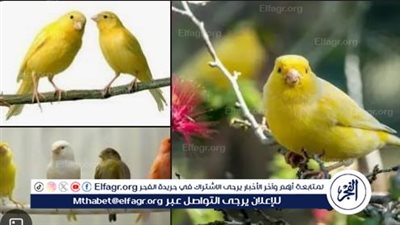تربية العصافير وطيور الزينة.. تعرف على أنواعها والطعام المفضل لها