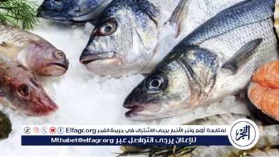 أسعار السمك البلطي والبياض اليوم السبت 15-6-2024 في محافظة قنا