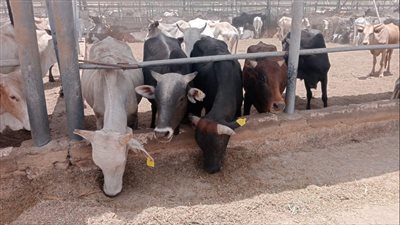 مصر تتعاقد علي 20 ألف رأس ماشية من عدة مناشئ تمهيدًا لضخها بالمجمعات الاستهلاكية