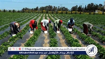 أستاذ زراعة: الصادرات المصرية تمثل قصة نجاح بكل المقاييس