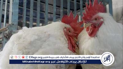 استقرار أسعار الدواجن اليوم في الأسواق المصرية
