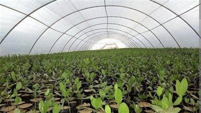 3000 فدان.. تفاصل مشروع زراعة الجوجوبا بالغردقة ودواه الاقتصادية