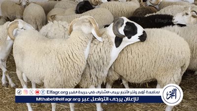 توقعات أسعار الأضاحي في مصر لعام 2024 ونصائح لشراء الأضحية