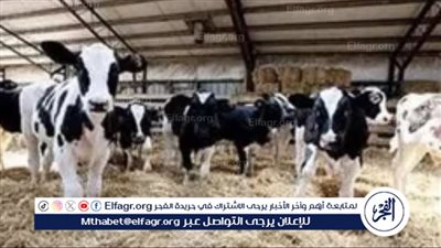 استعدادات وزارة التموين والتجارة الداخلية لعيد الأضحى المبارك 2024.. ضخ كميات كبيرة من اللحوم في الأسواق