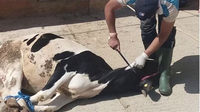 قبل العيد.. وقت وطريقة ذبح الأضاحي الصحيحة