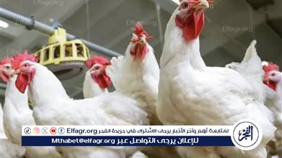 استقرار أسعار الدواجن والبيض في الأسواق المحلية اليوم
