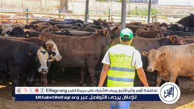 “بثمن كيلو لحمة”.. مبادرة جديدة للمشاركة في “صك الأضحية 2024
