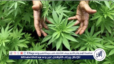 بدء توزيع منتجات القنب الهندي في صيدليات المغرب