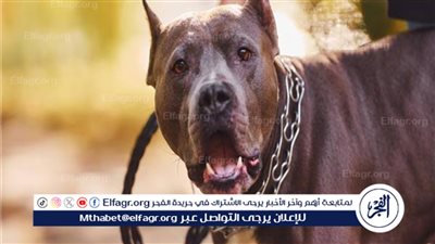 ما الرسوم المطلوبة لترخيص كلبك حتى لا يعاقبك القانون؟