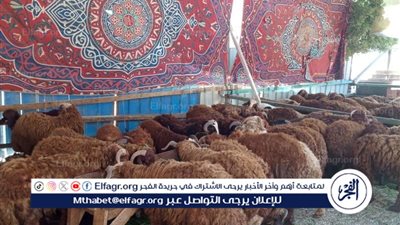 أسعار الأضاحي في مصر 2024.. قائمة لسعر الخراف والماعز والابقار والجاموس بسوق الماشية