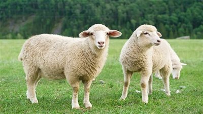 تعرف على أبرز رسائل تهنئة عيد الأضحى 2024 مكتوبة