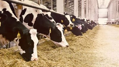 قبل عيد الأضحى 2024.. سعر كيلو العجول البقري قائم والخراف في الأسواق