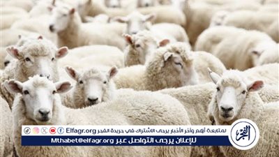 خطة المحافظات لاستقبال عيد الأضحى المبارك - فتح المجازر والتصدي للمخالفات